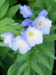 Polemonium spp.